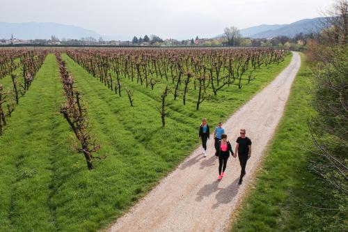 a group of people walking down a dirt road in a vineyard at Apartment Mandi By DIMBIKES in Ajdovščina