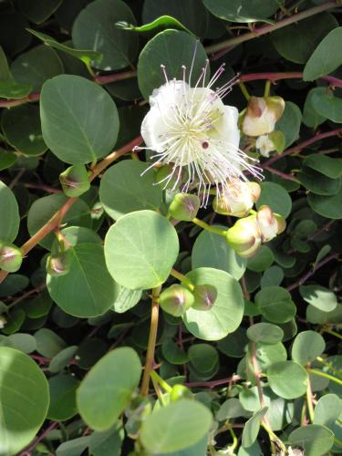a white flower on a plant with green leaves at Ferienwohnung Maderno in Affoltern