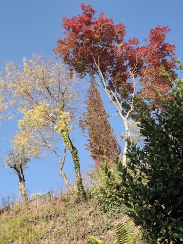 three trees on the side of a hill at Ferienwohnung Maderno in Affoltern