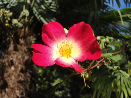 a red flower with a yellow center at Ferienwohnung Maderno in Affoltern