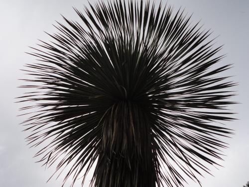 a close up of a palm tree at Ferienwohnung Maderno in Affoltern
