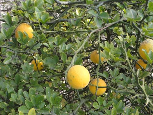 a bunch of oranges growing on a tree at Ferienwohnung Maderno in Affoltern