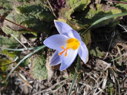 a blue and yellow flower on the ground at Ferienwohnung Maderno in Affoltern