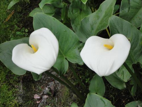 two white flowers on a plant with green leaves at Ferienwohnung Maderno in Affoltern