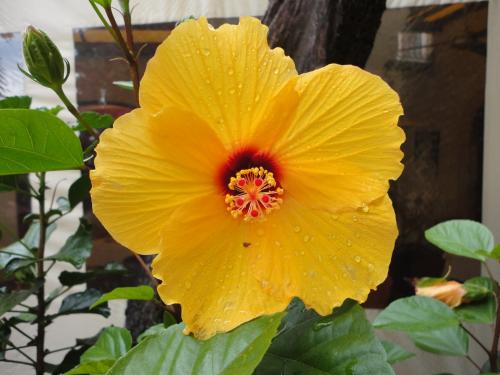 a yellow hibiscus flower with a red center at Ferienwohnung Maderno in Affoltern