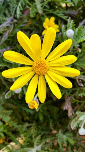 a yellow flower with a bee on top of it at Ferienwohnung Maderno in Affoltern