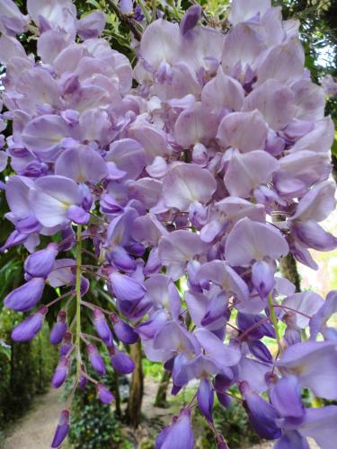 a bunch of purple flowers hanging from a tree at Ferienwohnung Maderno in Affoltern