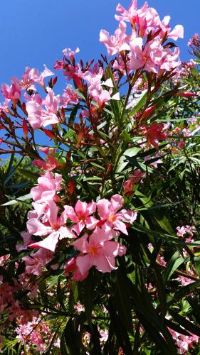a bunch of pink flowers on a tree at Ferienwohnung Maderno in Affoltern