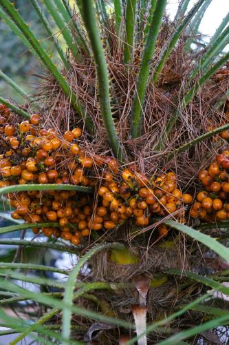 a bunch of dates on a palm tree at Ferienwohnung Maderno in Affoltern
