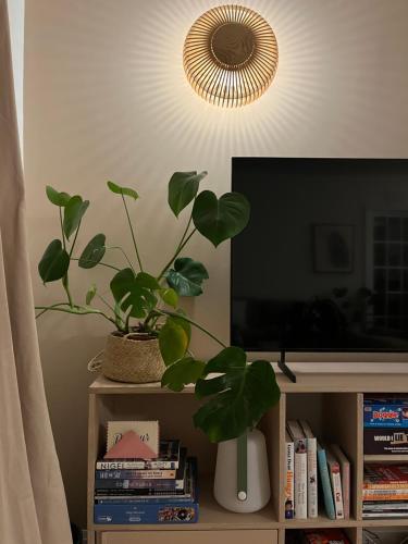 a plant sitting on a book shelf next to a tv at The Shades - Bliss In The Heart of Windermere in Windermere