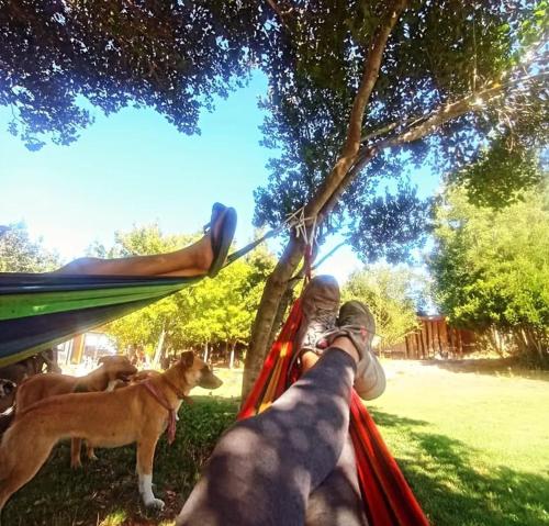a person laying in a hammock with two dogs at Refugio Silvestre Parque Nacional Siete Tazas-Salida a río y pesca in El Bolsico