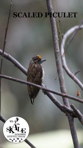 a bird sitting on a branch of a tree at Skale Peregrino in Choachí