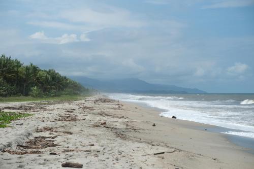 a beach with a lot of seaweed on it at Hotel Playa Bonita Tayrona in Buritaca
