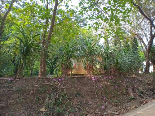 a garden with palm trees and purple flowers at Cabaña de Lucas in Loma Bonita