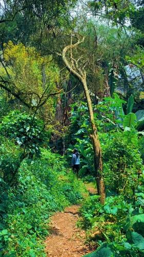 a person walking down a trail in a forest at QuillaGlamping in Píllaro