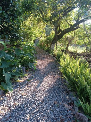 a gravel path with a tree and some plants at QuillaGlamping in Píllaro