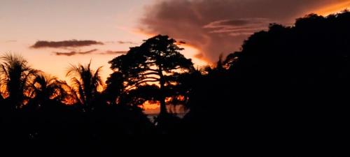 a silhouette of a tree in front of a sunset at Soleil Couchant in Case-Pilote
