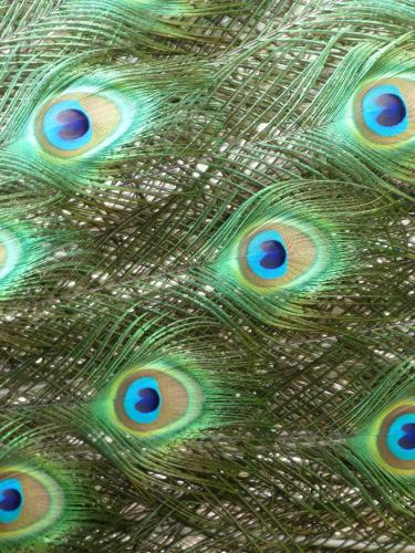 a close up of a peacock feather at Gites De L'Etang Des Noues in Cholet
