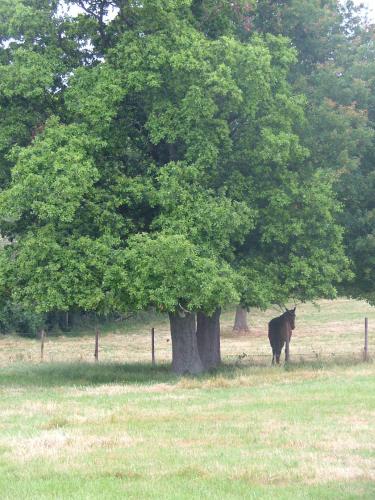 a horse standing under a tree in a field at Gites De L'Etang Des Noues in Cholet