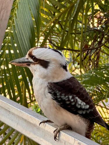 Animales en la villa o alrededores