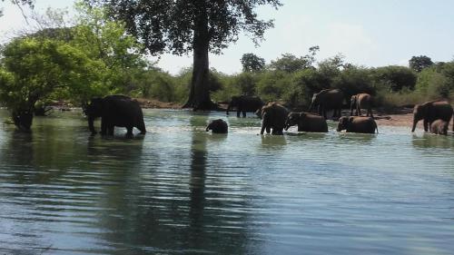eine Herde Elefanten, die im Wasser stehen in der Unterkunft Walawe Park View Hotel in Udawalawe