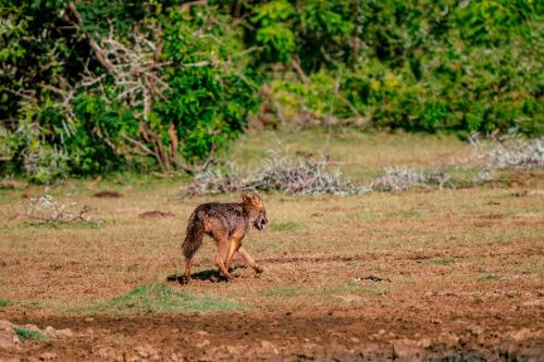 ロッジの敷地内または近くにいる動物