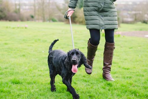 a woman walking a black dog on a leash at Cricklade House Hotel, Sure Hotel Collection by Best Western in Cricklade