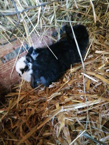 a black and white cat laying in some hay at Ferienwohnungen Waldmann in Blaufelden