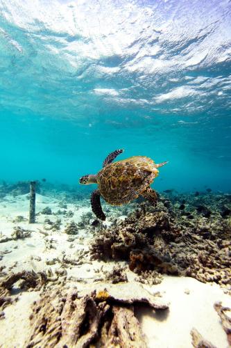 a green sea turtle swimming in the water at W Maldives in Fesdu Island