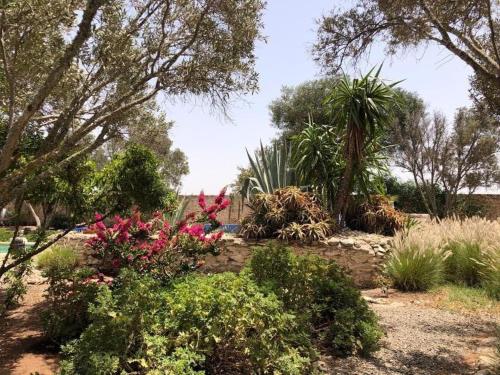 a garden with pink flowers and palm trees at Les jardins de Silona, piscine chauffée in Essaouira