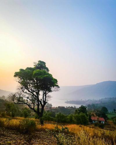 a tree sitting on top of a field at Mysticstays Resort in Wai