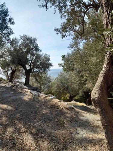 a dirt road with trees on the side of a hill at Δωμάτια Κόκκινος Πύργος in Plomarion