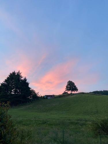 a field with a tree and a house on a hill at Agriturismo Bordigaie in Bruscoli