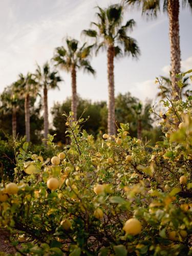a group of trees with palm trees in the background at La casa Zamora in Totana