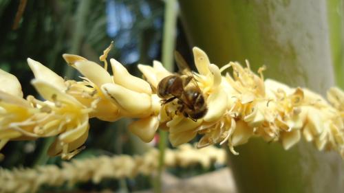 a bee is sitting on a yellow flower at La Case Floria in Saint-André
