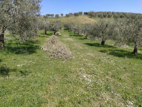 an orchard of olive trees in a field at Antica Masseria Lo Conte in Ariano Irpino