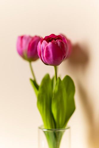 three purple tulips in a vase at Affittacamere Il Tiro a Segno in Norcia
