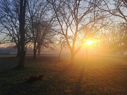 a dog laying in the grass in a park with the sunset at Cozy apartment AVOCADO Osijek - Self check in in Osijek