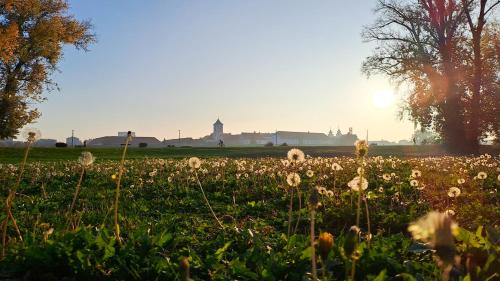 a field of flowers with the sun in the background at Cozy apartment AVOCADO Osijek - Self check in in Osijek