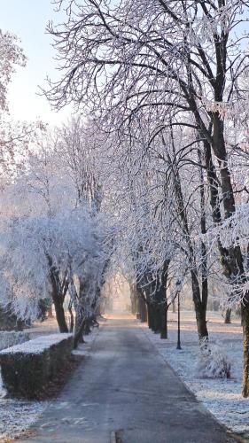 a tree lined road with snow covered trees on it at Cozy apartment AVOCADO Osijek - Self check in in Osijek