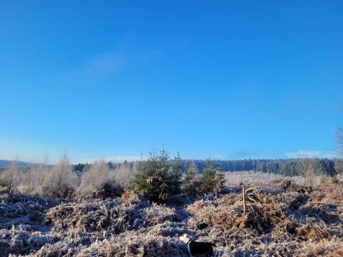 a snowy field with trees and shrubs at Hunsrücker Tiny Ferien L in Hottenbach