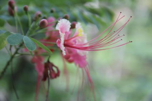 Jardín al aire libre en PuraChata Ecolodge