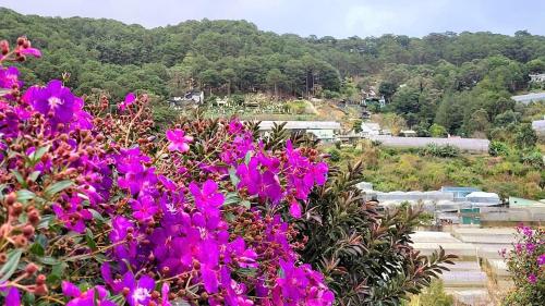 a bunch of purple flowers in front of a city at Triệu đoá hồng-Nhà Xinh Rosé in Ấp Ða Lợi