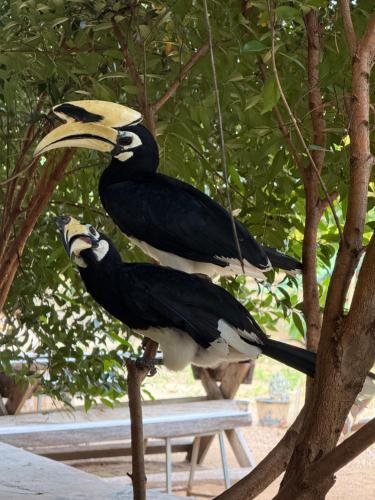 a couple of birds sitting on top of a tree at Baan Plai Laem Homestay at Koh Paluay in Koh Phaluai