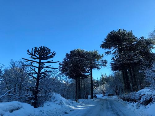 a snow covered road with three trees on it at Refugios Australes en Corralco in Malalcahuello