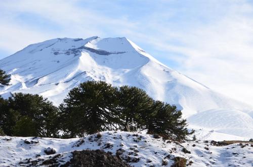 a snow covered mountain with trees in front of it at Refugios Australes en Corralco in Malalcahuello