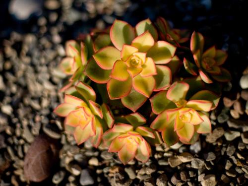 a small green and orange plant on some rocks at Cambria Shores Inn in Cambria