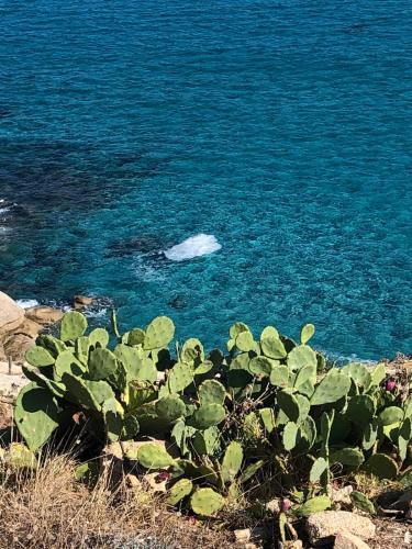 une plante verte en face de l'océan dans l'établissement Mazet Les Issambres / Ste-Maxime, à Roquebrune-sur Argens