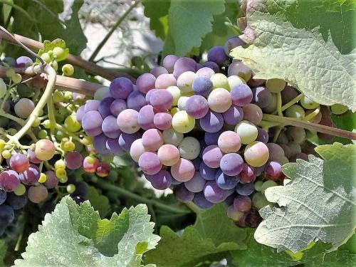 a bunch of purple and white grapes on a vine at AGROLOGY LUX - 4 BEDROOM Luxurious villa on an Agricultural Haven Retreat in Sálakos