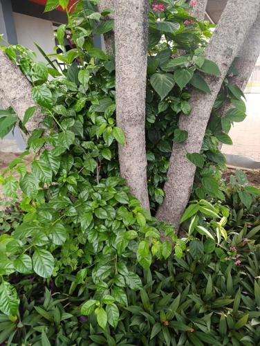 a bunch of green plants growing around a tree at Shalakwe Hills-Inn Guesthouse Kasane in Kasane